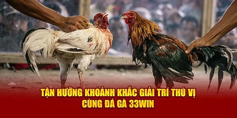 Tận Hưởng Khoảnh Khắc Giải Trí Thú Vị Cùng Đá Gà 33Win